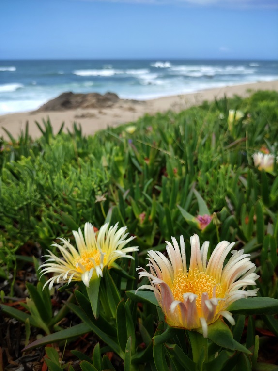 Blumen am Ufer der Atlantikküste in Portugal auf dem Caminho Portugues Küstenweg - schmetterlinga