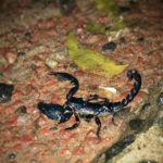 Skorpion in Sri Lanka