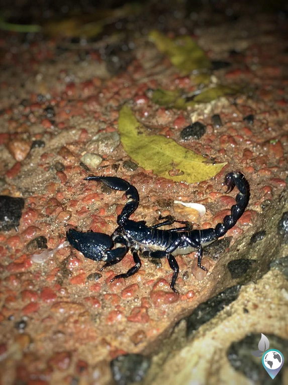 Skorpion in Sri Lanka